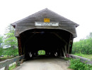 hemlock