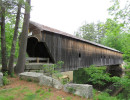 hemlock