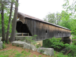 hemlock