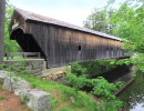 hemlock