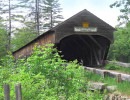 hemlock