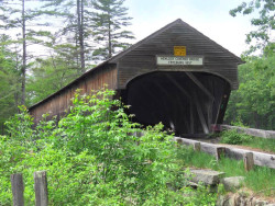hemlock