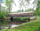 hemlock